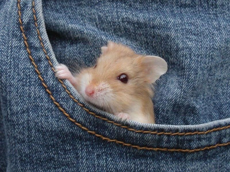 hamsterinpants